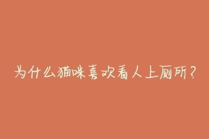 为什么猫咪喜欢看人上厕所?-动物百科