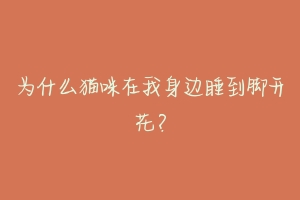 为什么猫咪在我身边睡到脚开花?-动物百科