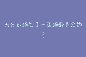 为什么猫生了一窝猫都是公的?-动物百科