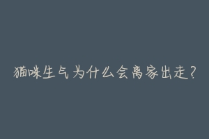 猫咪生气为什么会离家出走?-动物百科