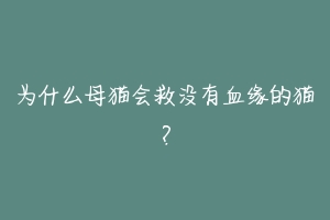 为什么母猫会救没有血缘的猫?-动物百科