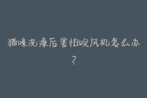 猫咪洗澡后害怕吹风机怎么办?-动物百科