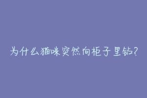为什么猫咪突然向柜子里钻?-动物百科