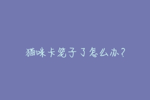 猫咪卡笼子了怎么办?-动物百科