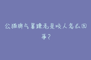 公猫脾气暴躁老是咬人怎么回事?-动物百科