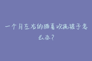 一个月左右的猫喜欢挠被子怎么办?-动物百科