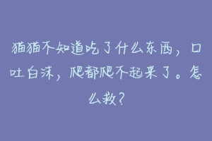 猫猫不知道吃了什么东西,口吐白沫,爬都爬不起来了。怎么救?-动物百科