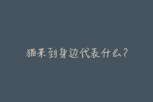 猫来到身边代表什么?-动物百科