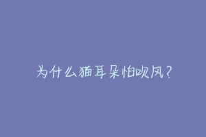 为什么猫耳朵怕吹风?-动物百科