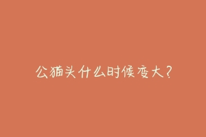 公猫头什么时候变大？-动物百科