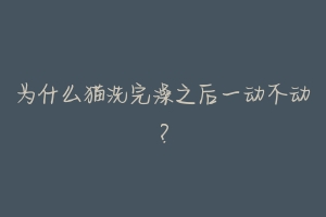 为什么猫洗完澡之后一动不动？-动物百科