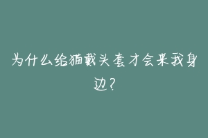 为什么给猫戴头套才会来我身边？-动物百科