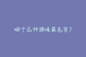 哪个品种猫咪最老实?-动物百科