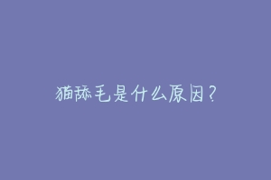 猫舔毛是什么原因?-动物百科