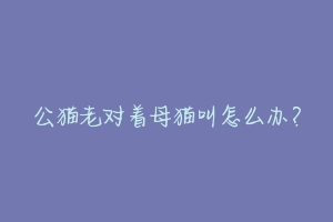 公猫老对着母猫叫怎么办?-动物百科