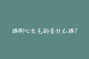 猫脚心长毛的是什么猫?-动物百科