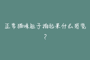 正常猫咪肚子拍起来什么感觉?-动物百科