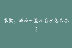 求助,猫咪一直吐白水怎么办?-动物百科