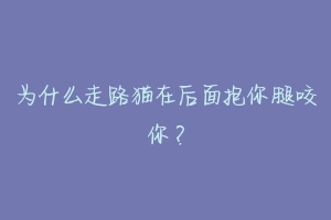为什么走路猫在后面抱你腿咬你?-动物百科