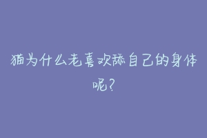 猫为什么老喜欢舔自己的身体呢?-动物百科