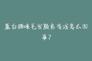 蓝白猫咪毛发颜色变浅怎么回事?-动物百科