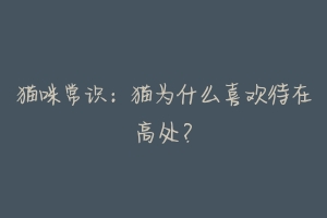 猫咪常识:猫为什么喜欢待在高处?-动物百科