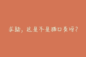 求助,这是不是猫口炎呀?-动物百科