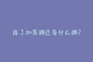 除了加菲猫还有什么猫?-动物百科