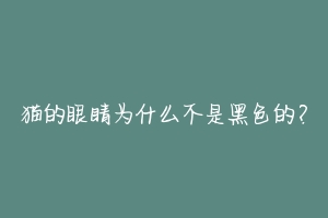 猫的眼睛为什么不是黑色的?-动物百科