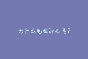 为什么电猫那么贵?-动物百科