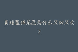英短蓝猫尾巴为什么又细又长?-动物百科