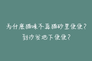 为什麽猫咪不再猫砂里便便?到沙发地下便便?-动物百科