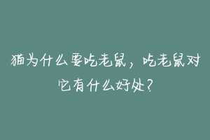 猫为什么要吃老鼠,吃老鼠对它有什么好处?-动物百科