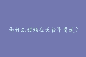 为什么猫赖在天台不肯走?-动物百科