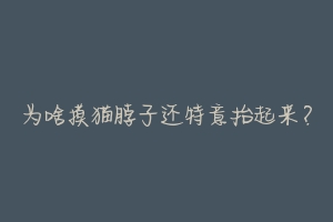 为啥摸猫脖子还特意抬起来?-动物百科
