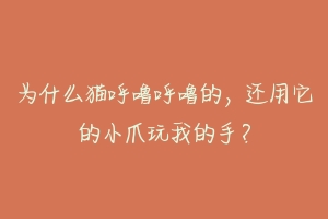 为什么猫呼噜呼噜的,还用它的小爪玩我的手?-动物百科