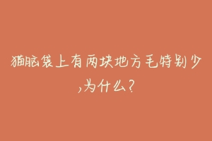 猫脑袋上有两块地方毛特别少,为什么?-动物百科