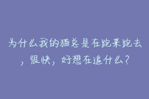 为什么我的猫总是在跑来跑去，很快，好想在追什么？-动物百科