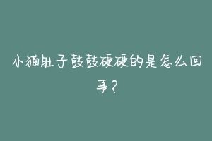 小猫肚子鼓鼓硬硬的是怎么回事？-动物百科