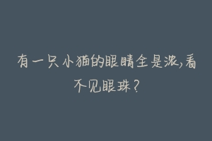有一只小猫的眼睛全是浓,看不见眼珠?-动物百科
