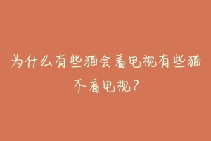 为什么有些猫会看电视有些猫不看电视?-动物百科