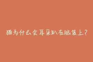 猫为什么会耳朵趴在脑袋上?-动物百科