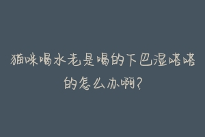 猫咪喝水老是喝的下巴湿嗒嗒的怎么办啊?-动物百科