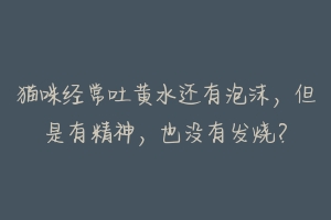 猫咪经常吐黄水还有泡沫,但是有精神,也没有发烧?-动物百科