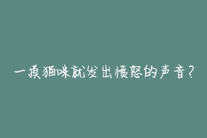 一摸猫咪就发出愤怒的声音?-动物百科