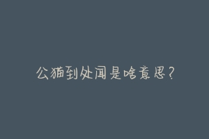 公猫到处闻是啥意思?-动物百科