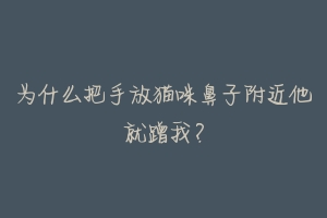 为什么把手放猫咪鼻子附近他就蹭我?-动物百科