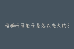 母猫怀孕肚子是怎么变大的?-动物百科