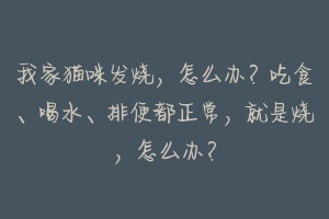 我家猫咪发烧,怎么办?吃食、喝水、排便都正常,就是烧,怎么办?-动物百科