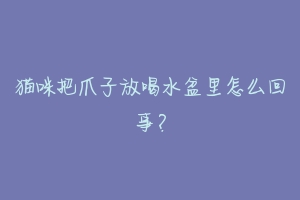 猫咪把爪子放喝水盆里怎么回事?-动物百科